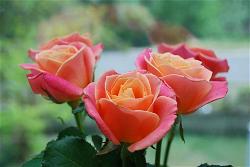 rose2